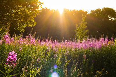 Purple flowering plants by trees against sky