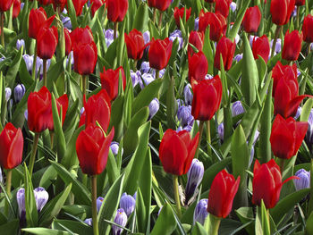 Close-up of tulips blooming on field