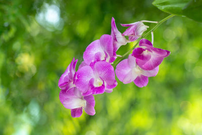 Close-up of pink flowering plant