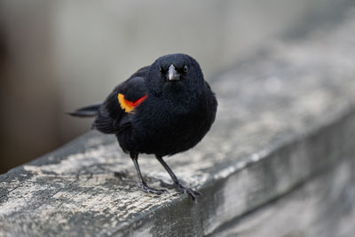 Close-up of bird perching on wood