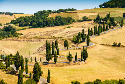 Scenic view of trees on field against sky