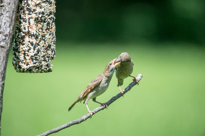 Close-up of bird perching on branch