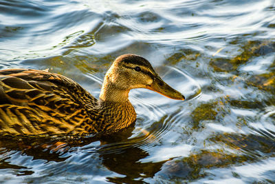 Close-up of a duck in lake