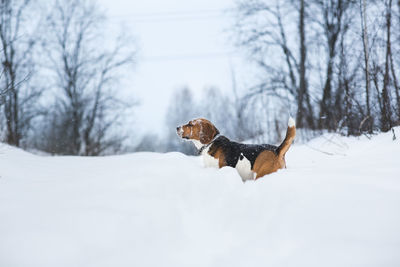 View of a dog in snow