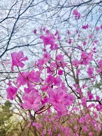 Pink flowers blooming on tree