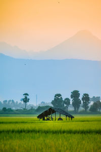 Scenic view of field against sky during sunset