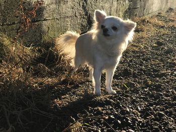 Portrait of dog standing outdoors