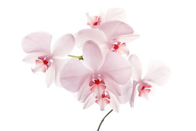 Close-up of white flower blooming against white background