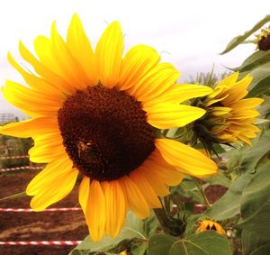 Close-up of sunflower