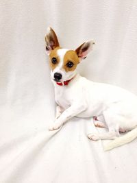 Dog sitting against fabric