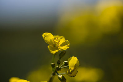 Close-up of yellow flowering plant