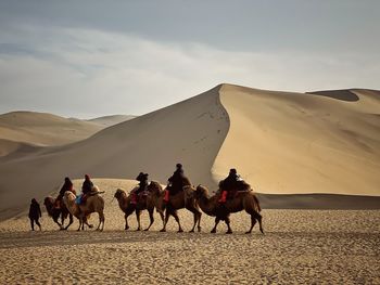 Camel riders