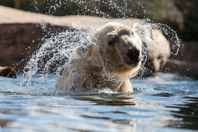 Polar bear shaking off water while swimming in lake