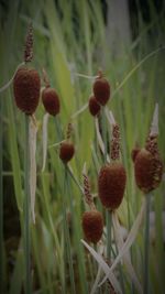 Close-up of flowers growing in field