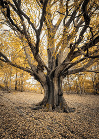 Tree in forest