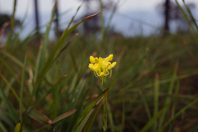 Close-up of yellow flowering plant on field