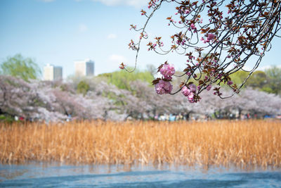 Cherry blossoms in spring against sky