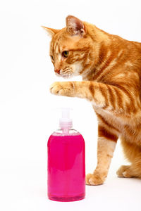 Close-up of a cat over white background