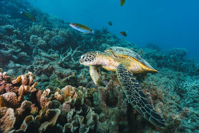 Green sea turtle pose close to the healthy coral reef in australia