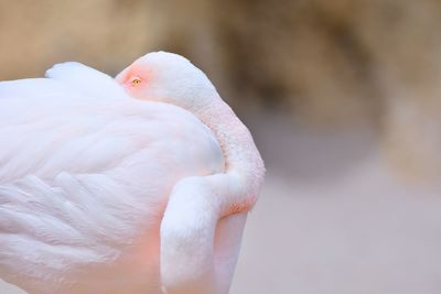 Close-up of a bird