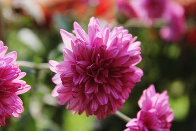 Close-up of pink flowers blooming outdoors
