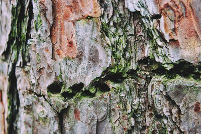 Full frame shot of tree trunk