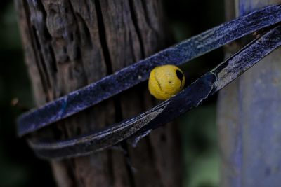 Close-up of yellow fruit on tree trunk