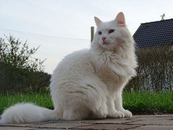 Low angle view of white cat sitting on sidewalk