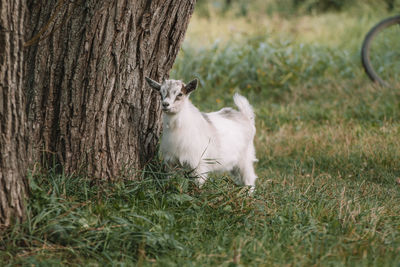 View of a sheep on tree trunk