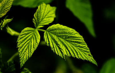 High contrast photo of some green raspberry fruit leaves with a dark background. medicine or nature