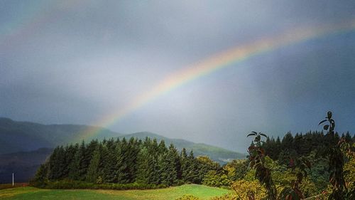 Scenic view of rainbow over forest against sky