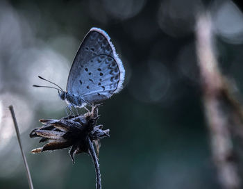 Close-up of butterfly pollinating flower