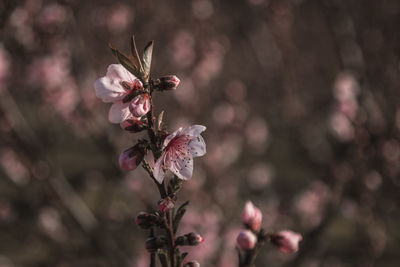 Close-up of pink cherry blossom