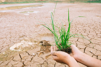 Cropped image of hand holding plant on barren land