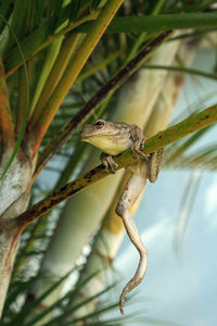 Close-up of a lizard on tree