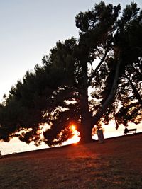 Trees on landscape against clear sky