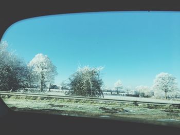 Close-up of trees seen through car window