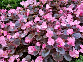 Full frame shot of pink flowering plants