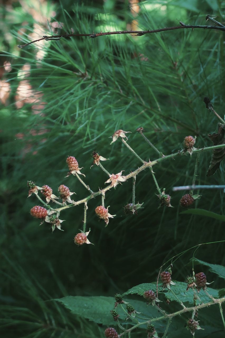 CLOSE-UP OF PLANTS GROWING ON TREE