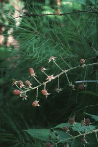 Close-up of flowers growing on tree