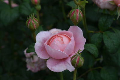 Close-up of pink rose