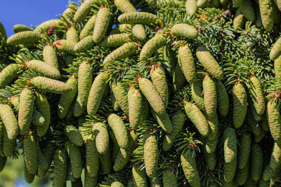 Close-up of fresh green plant