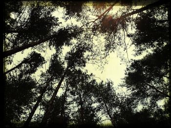 Low angle view of trees against sky