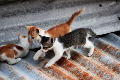 Kittens on roof