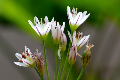 Close-up of flowers blooming outdoors