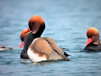 Red crested rochard family