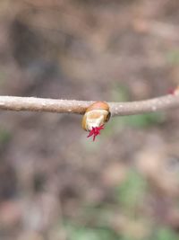 Close-up of red flower bud growing on tree