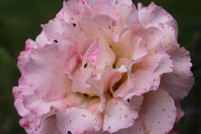 Close-up of pink rose flower