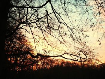 Bare trees against sky at sunset