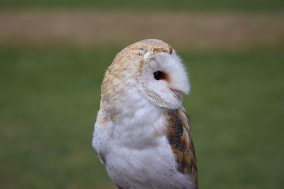 Close-up portrait of owl on field